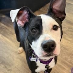MONTY - Mixed Breed (Medium) for adoption in Madison