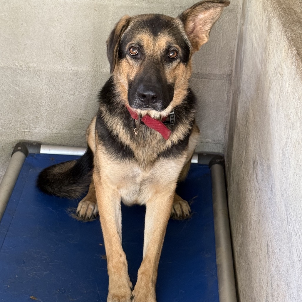 Tusc Stray 85982