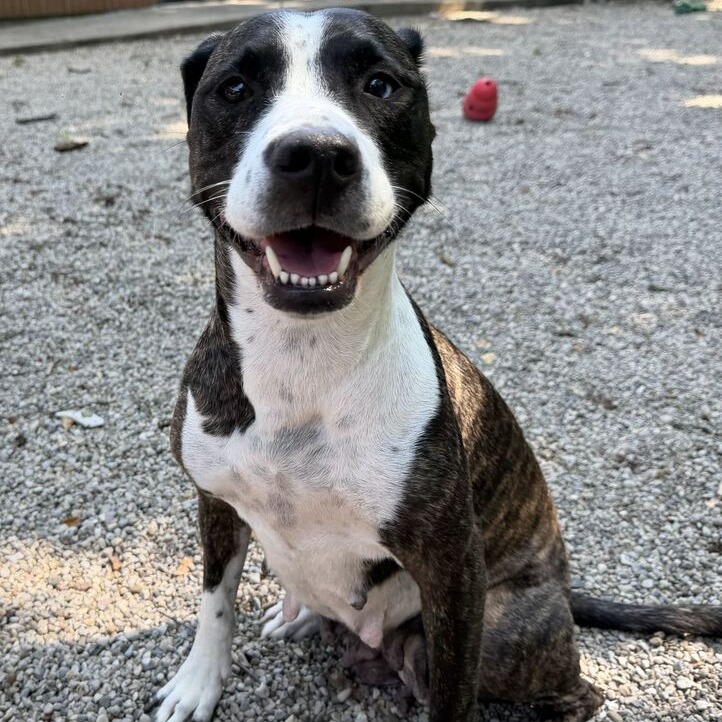AMBER - Mixed Breed (Medium) available for adoption