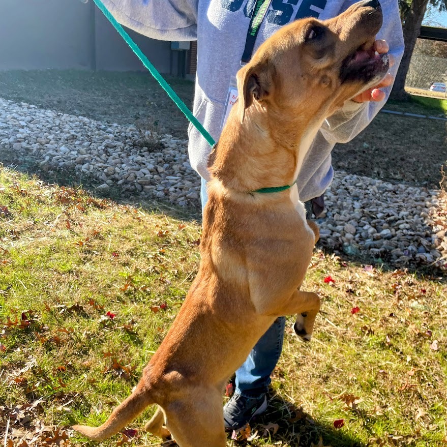 Honey — thumbnail 4