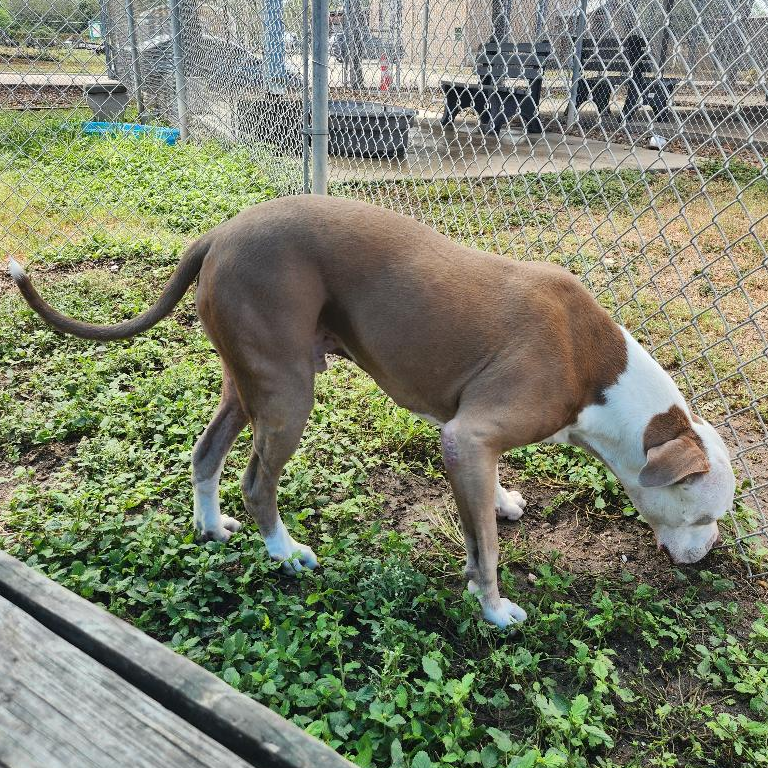 Duke-2 photo 7