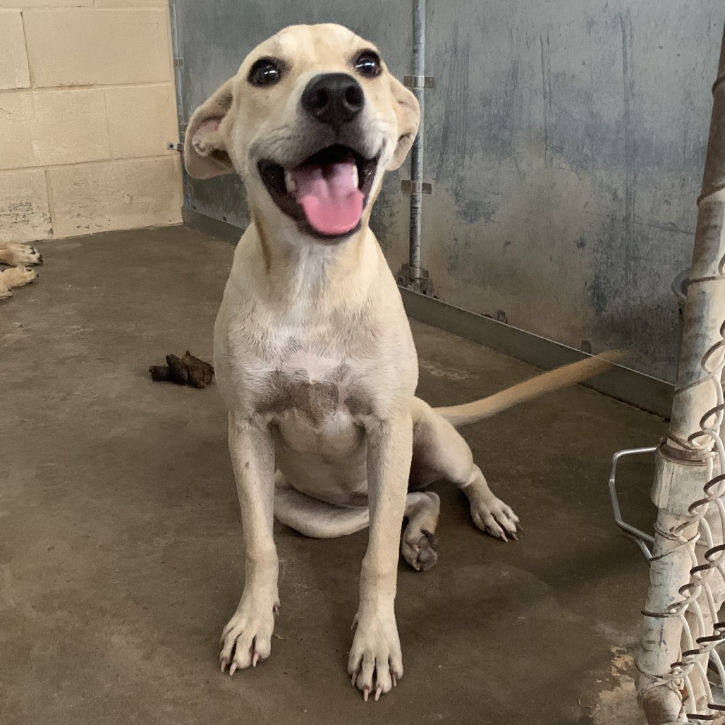 LINETTE - Terrier, Pit Bull / Mix available for adoption