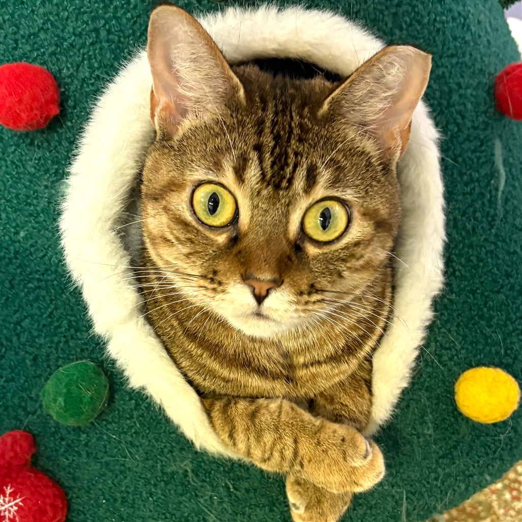 Image of Storm looking at the camera