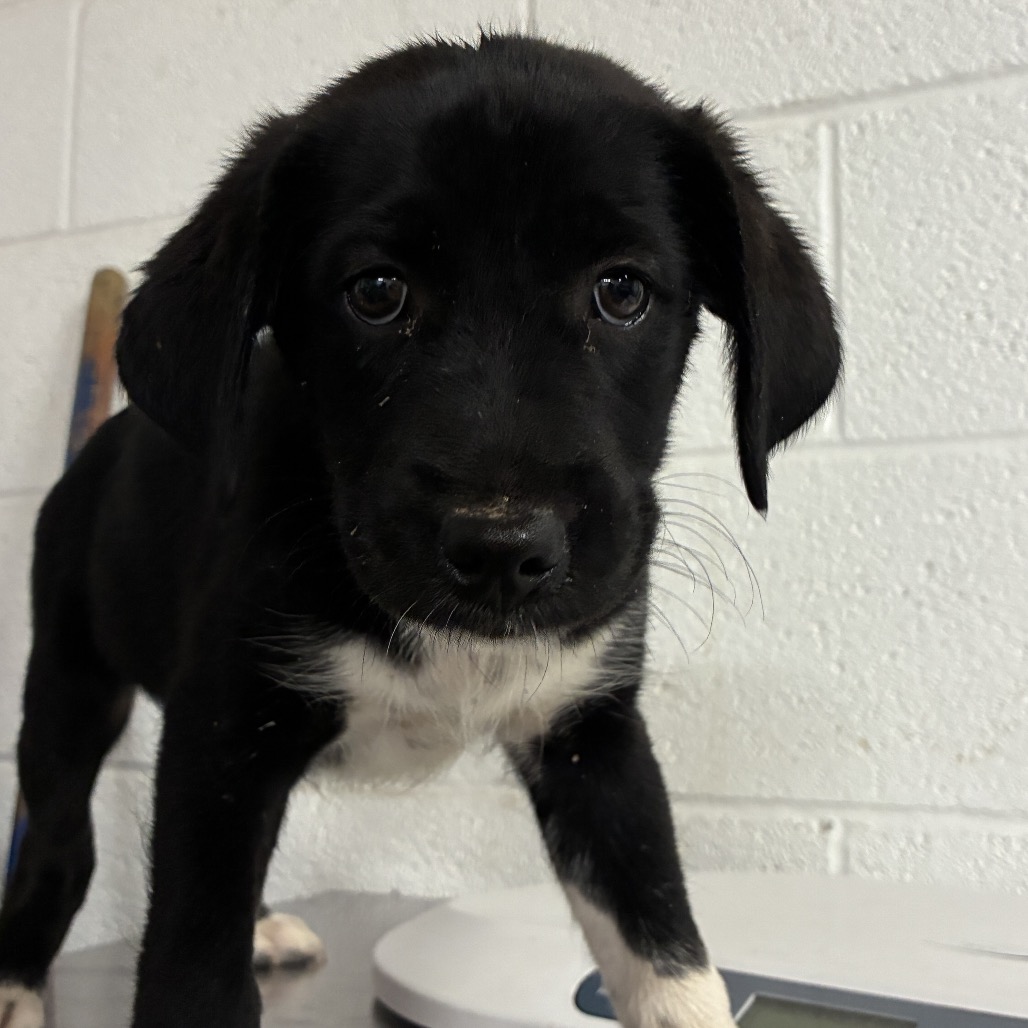 KUROMI - Shepherd / Husky available for adoption