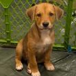 SWEET TRAVIS - Beagle / Retriever, Labrador available for adoption