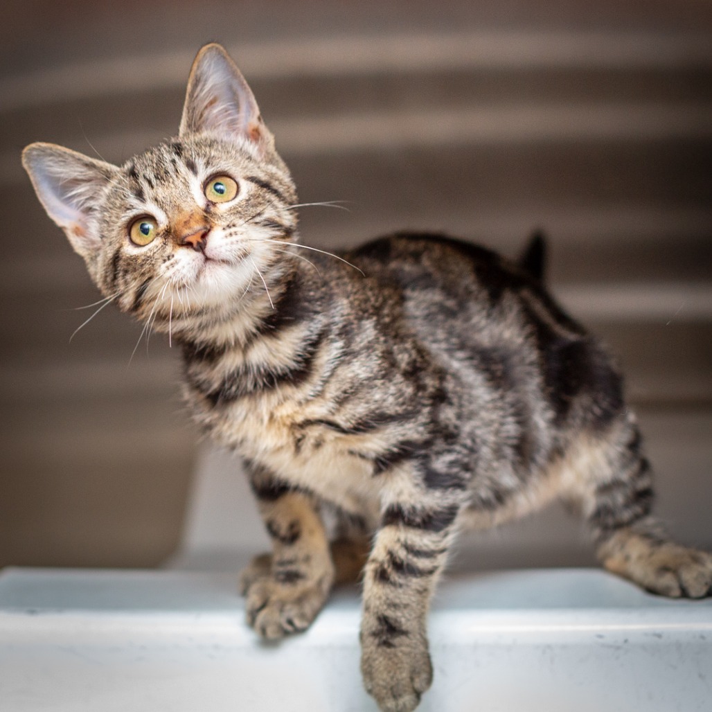 JELLY - Domestic Shorthair / Mix available for adoption