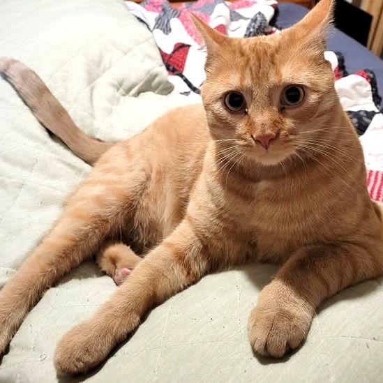 Jasper, photo 3