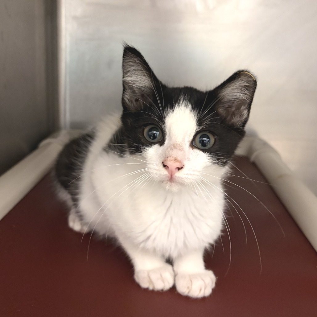 GOLDFISH - Domestic Shorthair available for adoption