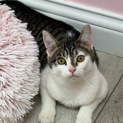 COFFEE - Domestic Shorthair available for adoption