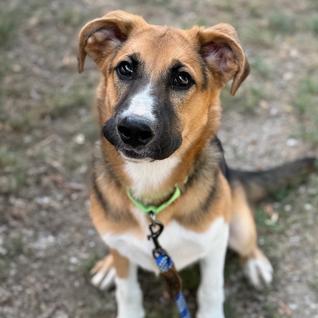 Loki