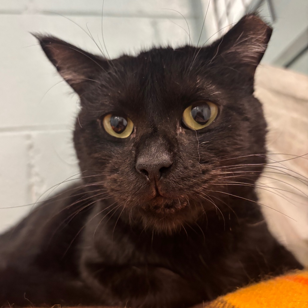 Spud - Domestic Shorthair