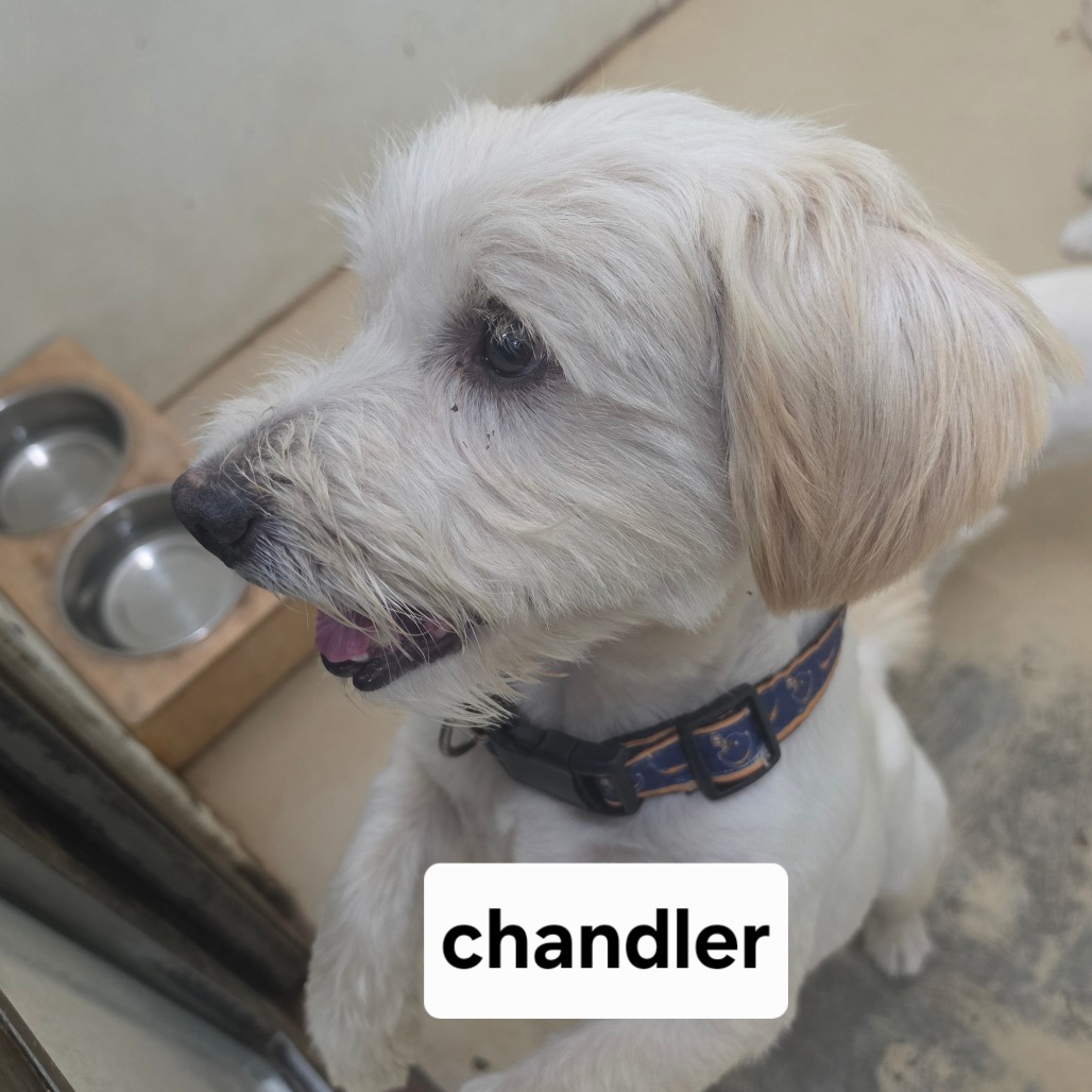 Chandler Bing - City Of Industry Location, photo 2