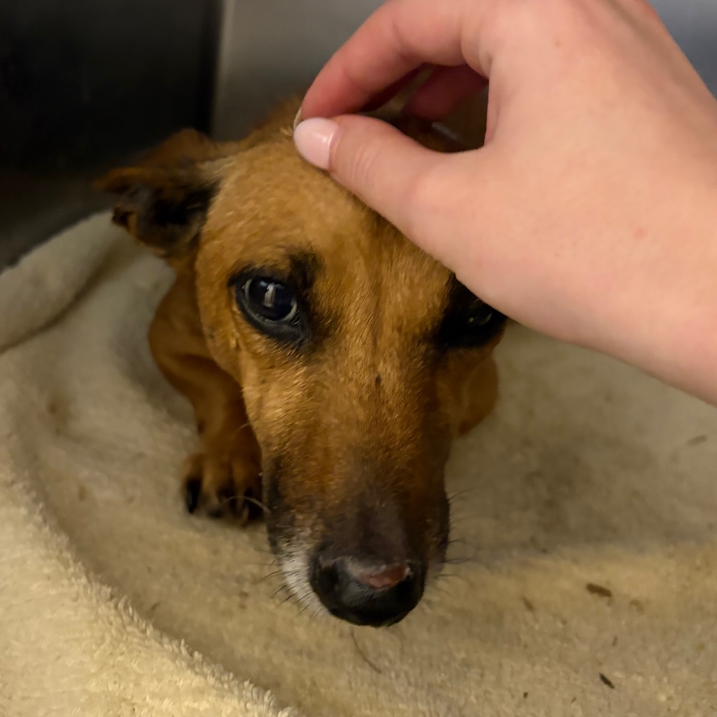 Chica — thumbnail 3