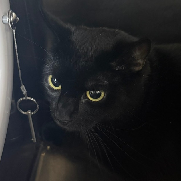 LINDSEY - Domestic Shorthair available for adoption