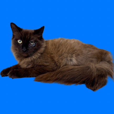 Tusc Stray 82710 2 3