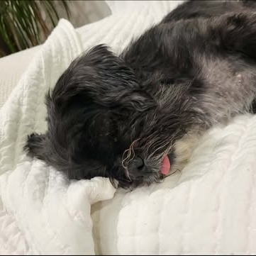 Chewy, photo 11
