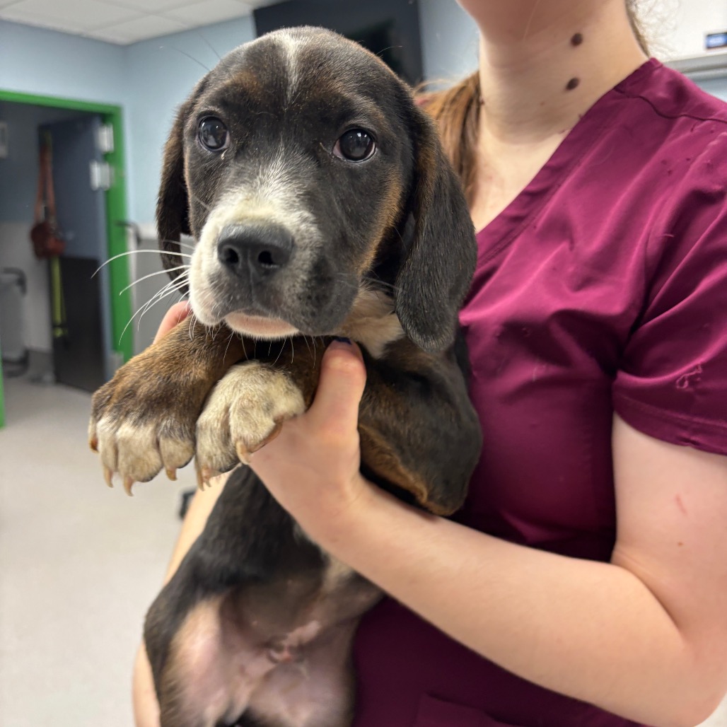 GUNNER - Collie, Border / Mix available for adoption