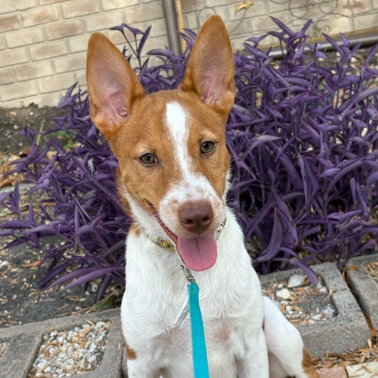 Ollie, photo 15