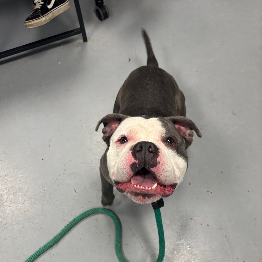 Rocko Rocks — thumbnail 4