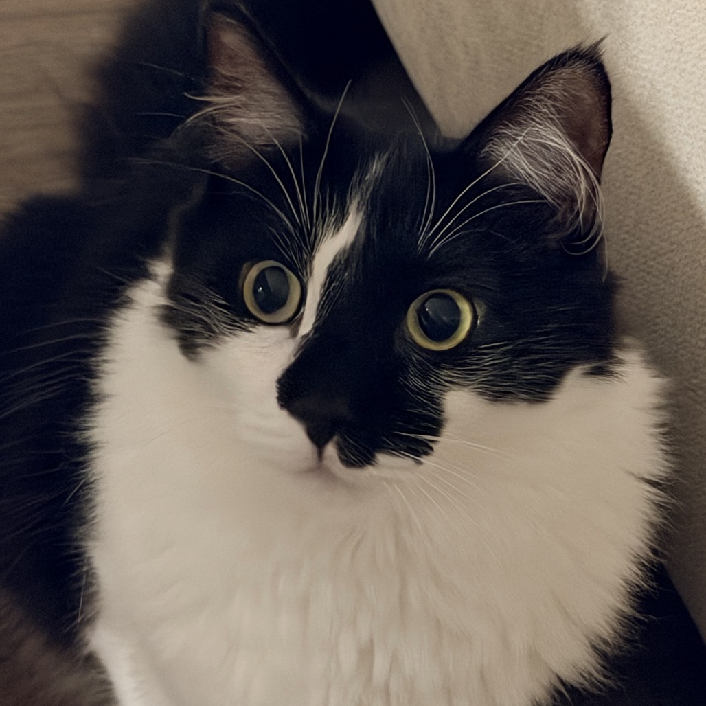 Jessie - Domestic Medium Hair