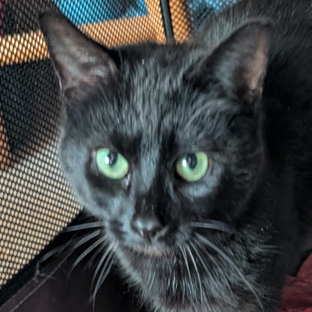 Maple, an adoptable cat