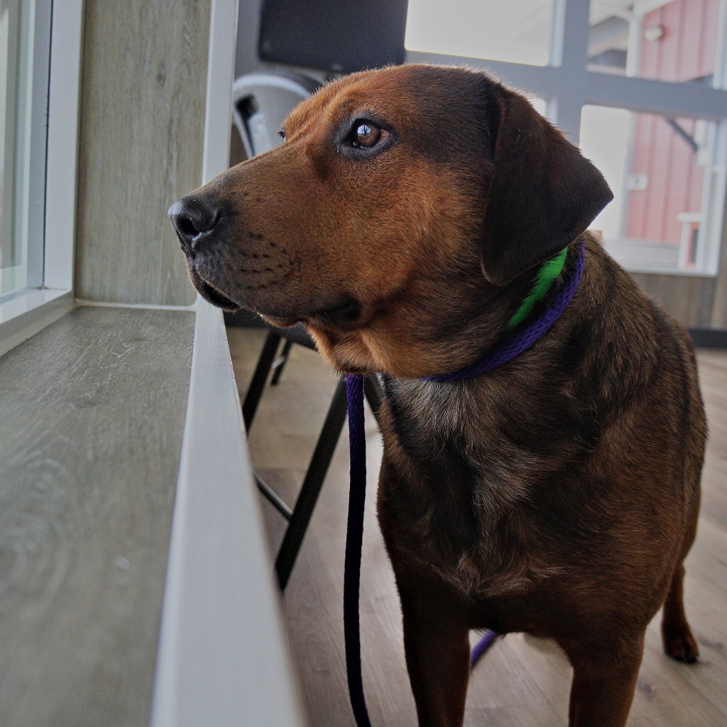 Timber — thumbnail 8