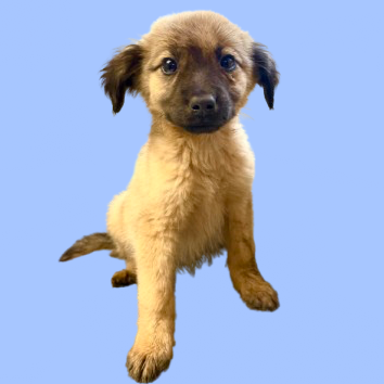 Tusc Stray 82713 2 3 4