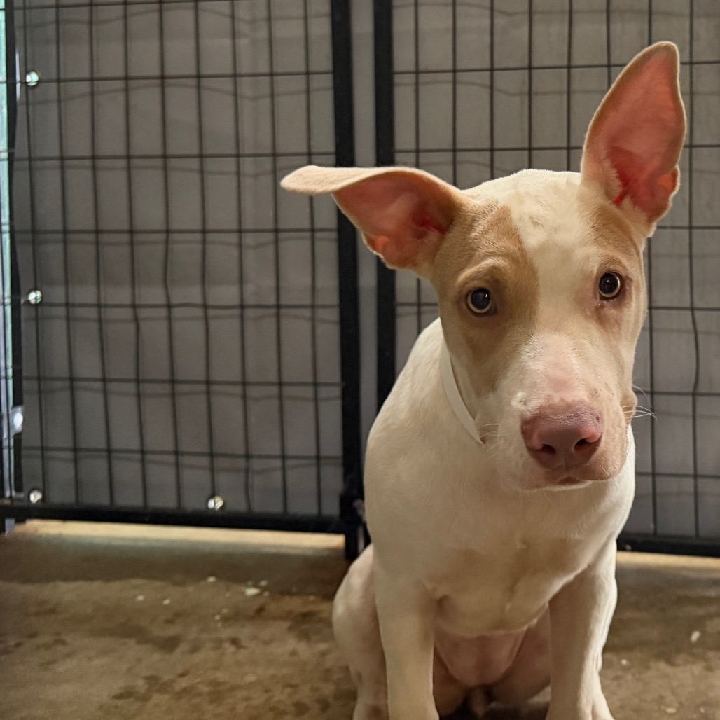 Pit Bull