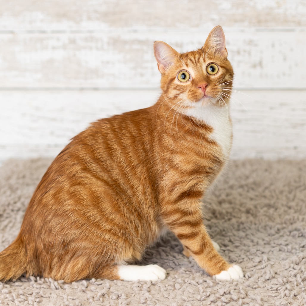 Henry Mittens, photo 4