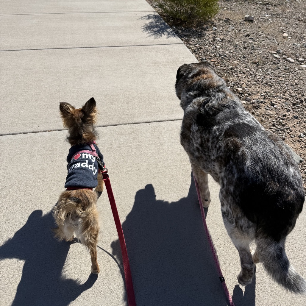 Tanzie — thumbnail 3