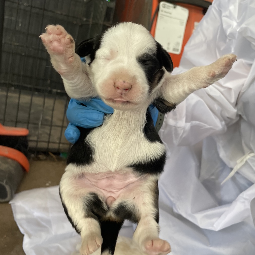 Bugs Bunny , available for adoption at PVAS