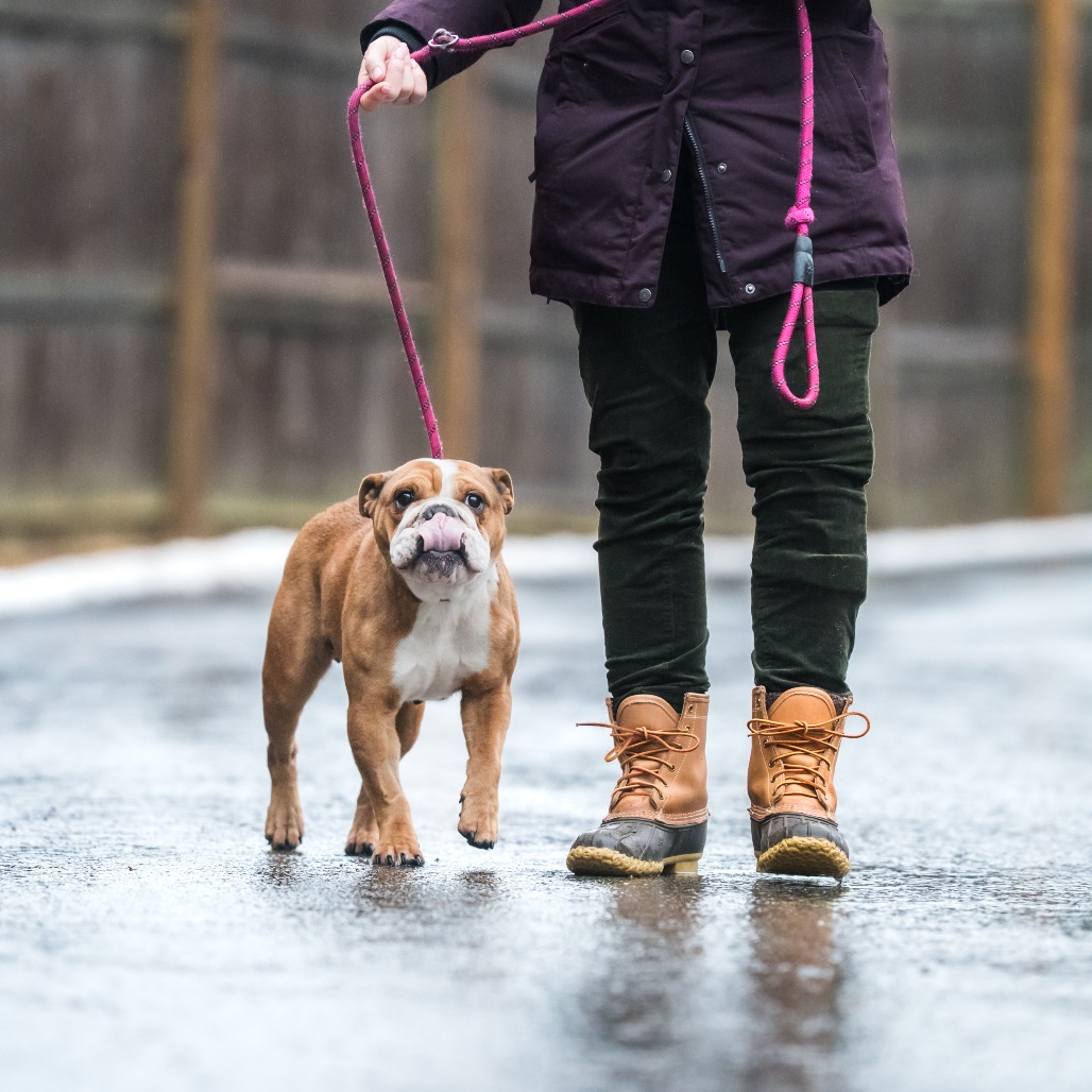 Molly - Phoenix Animal Rescue