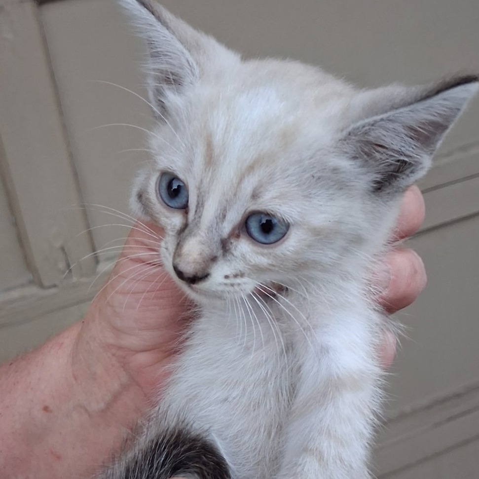 PRINCESS LEIA - Siamese available for adoption