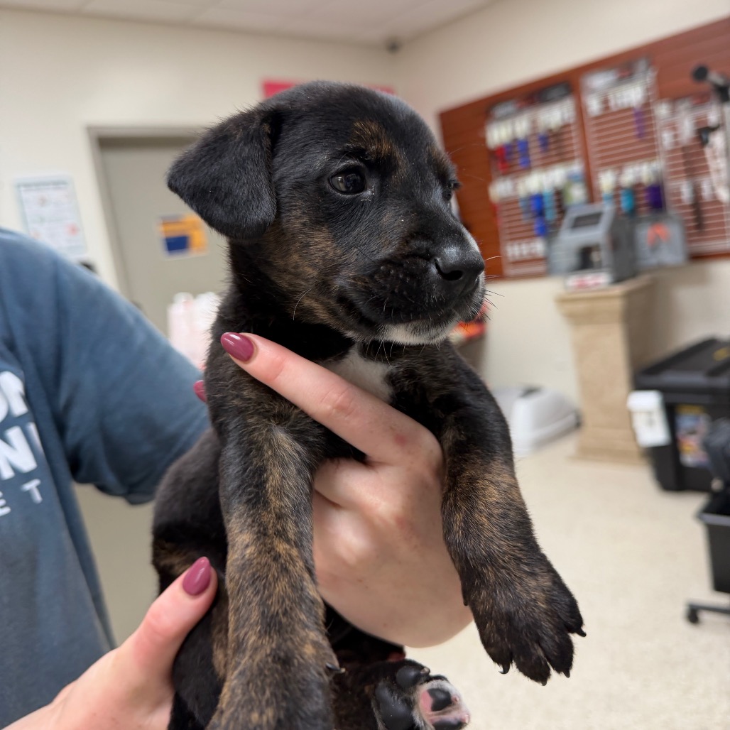 HHTX-STRAY-23299 - Unknown available for adoption