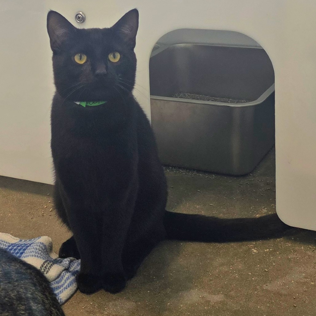 Toothless