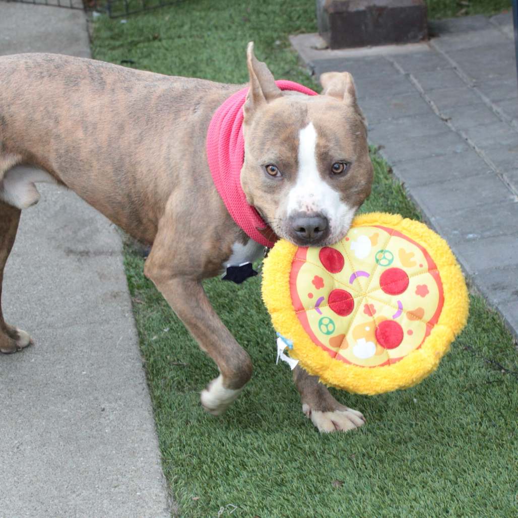 Bodhi — thumbnail 4