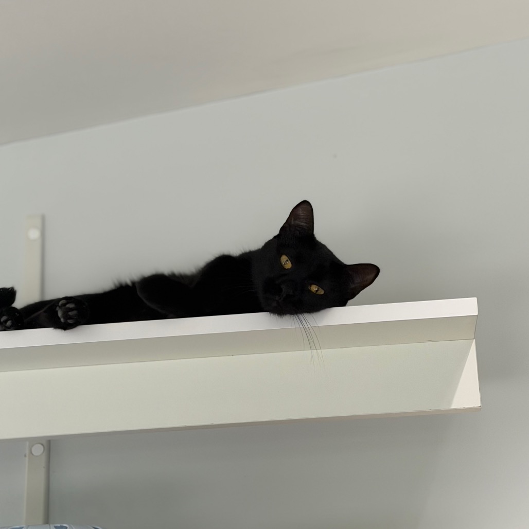 Onyx Image