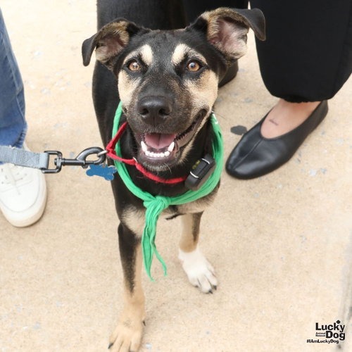 FAY - Shepherd available for adoption