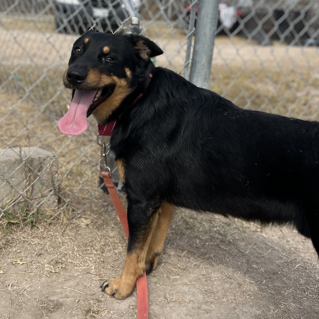 Lindsey, available for adoption at PVAS