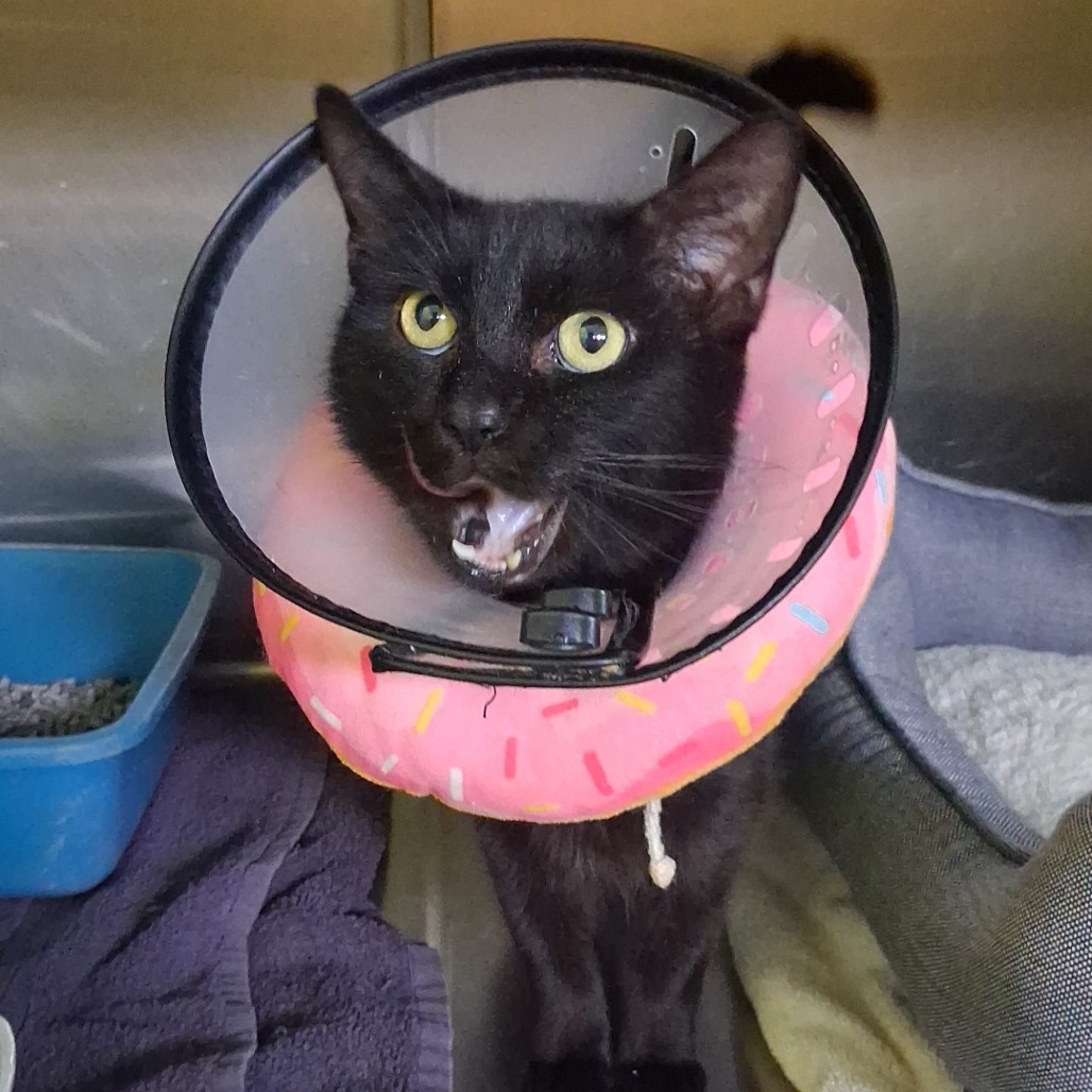 KRUEGER - Domestic Shorthair available for adoption