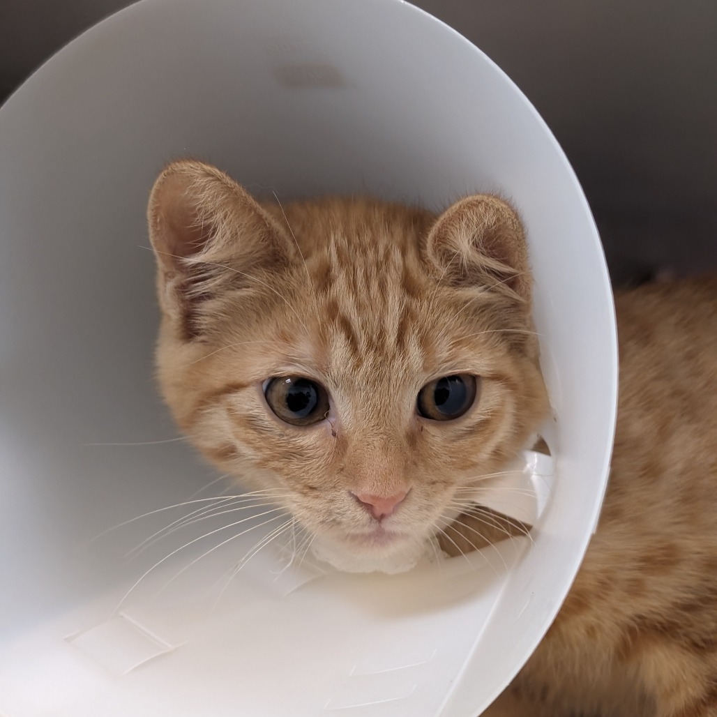 MARMALADE - Domestic Shorthair available for adoption