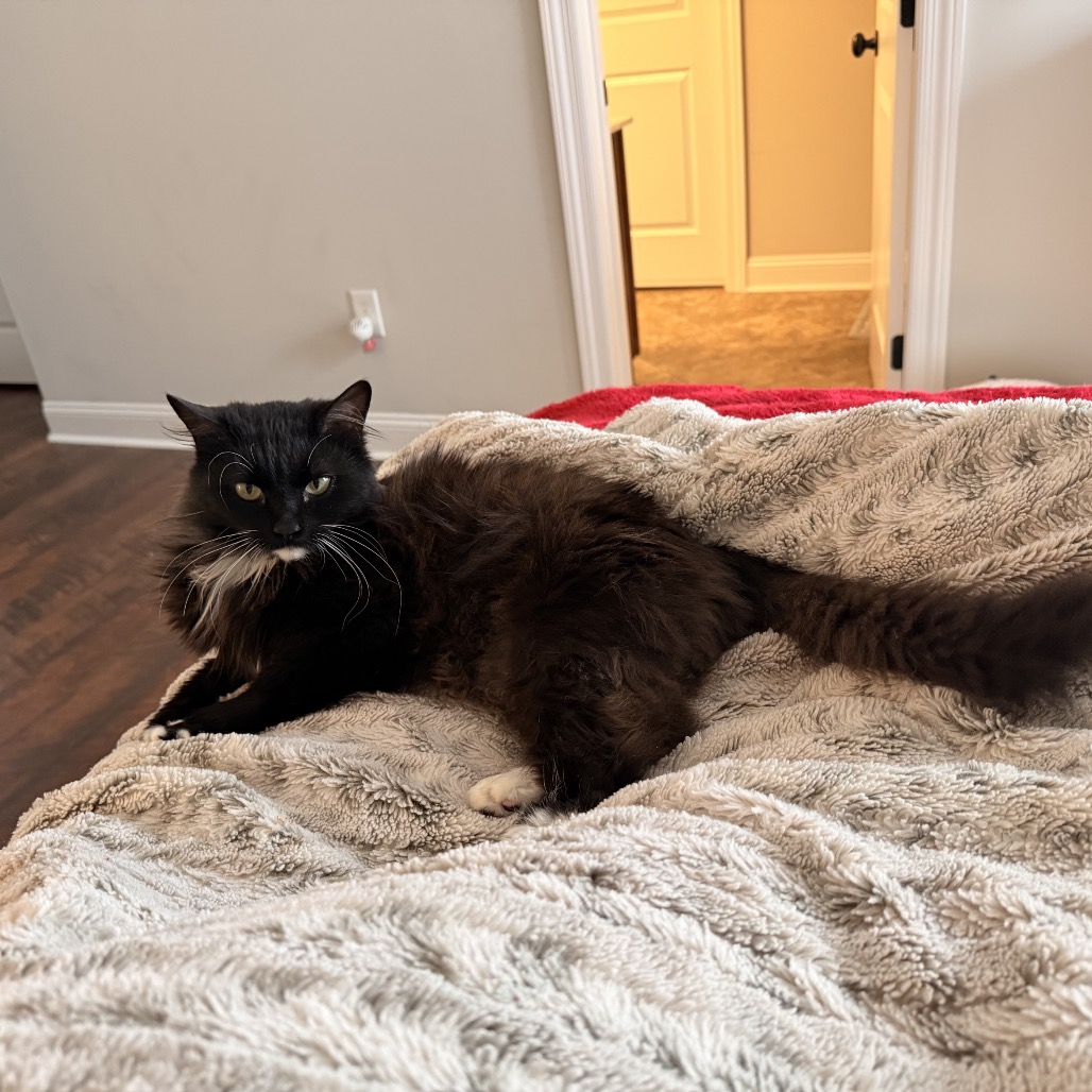 Anastasia — thumbnail 4