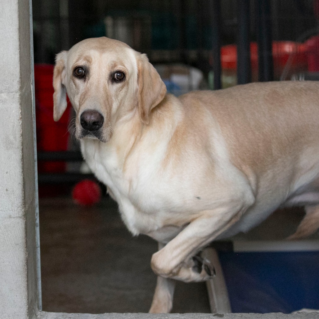 ANNIE (MY26-90) - Retriever / Labrador available for adoption