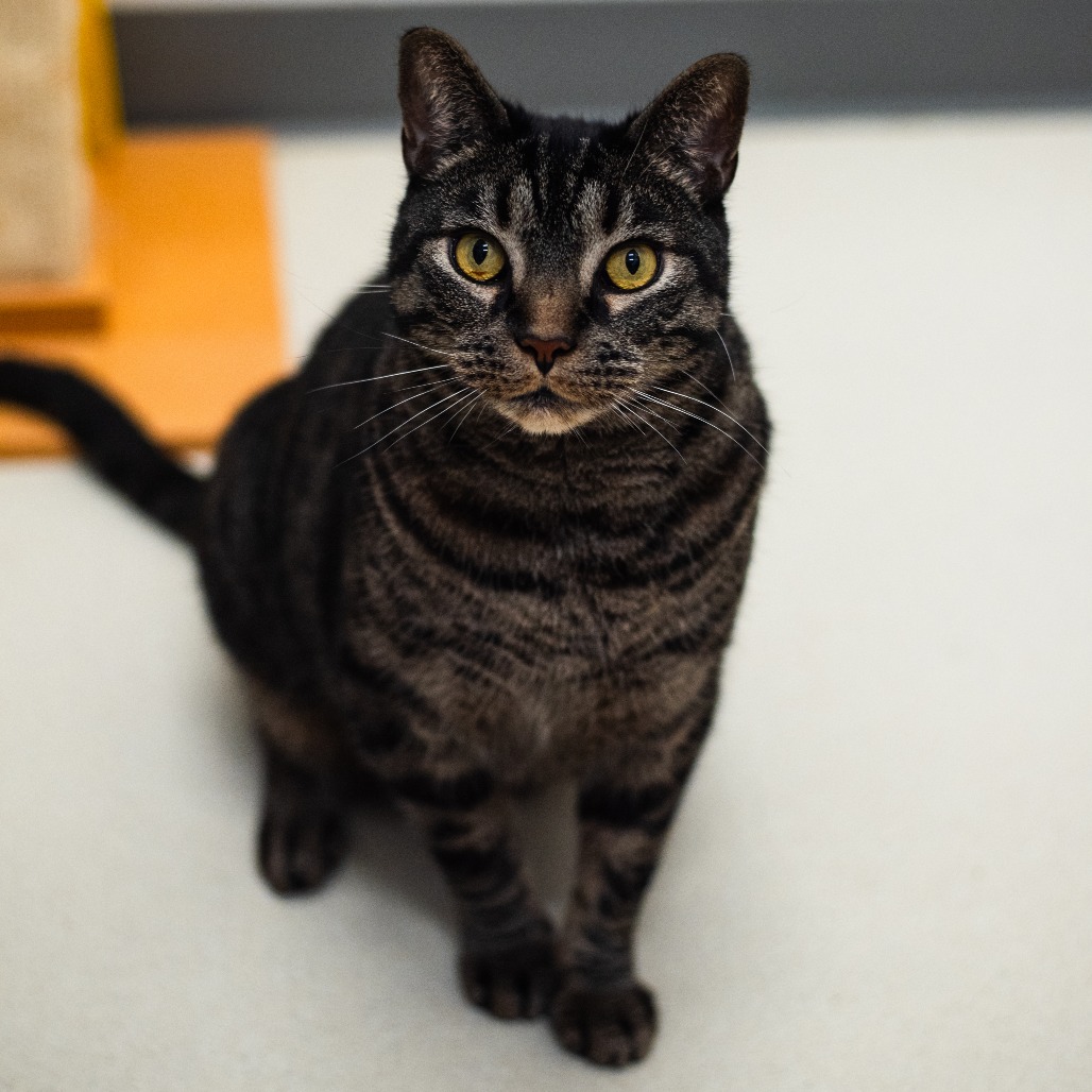 SQUEAK - Domestic Shorthair for adoption in Warwick