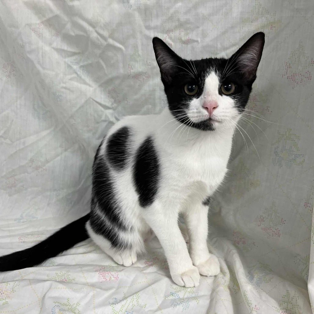 Brie — thumbnail 3