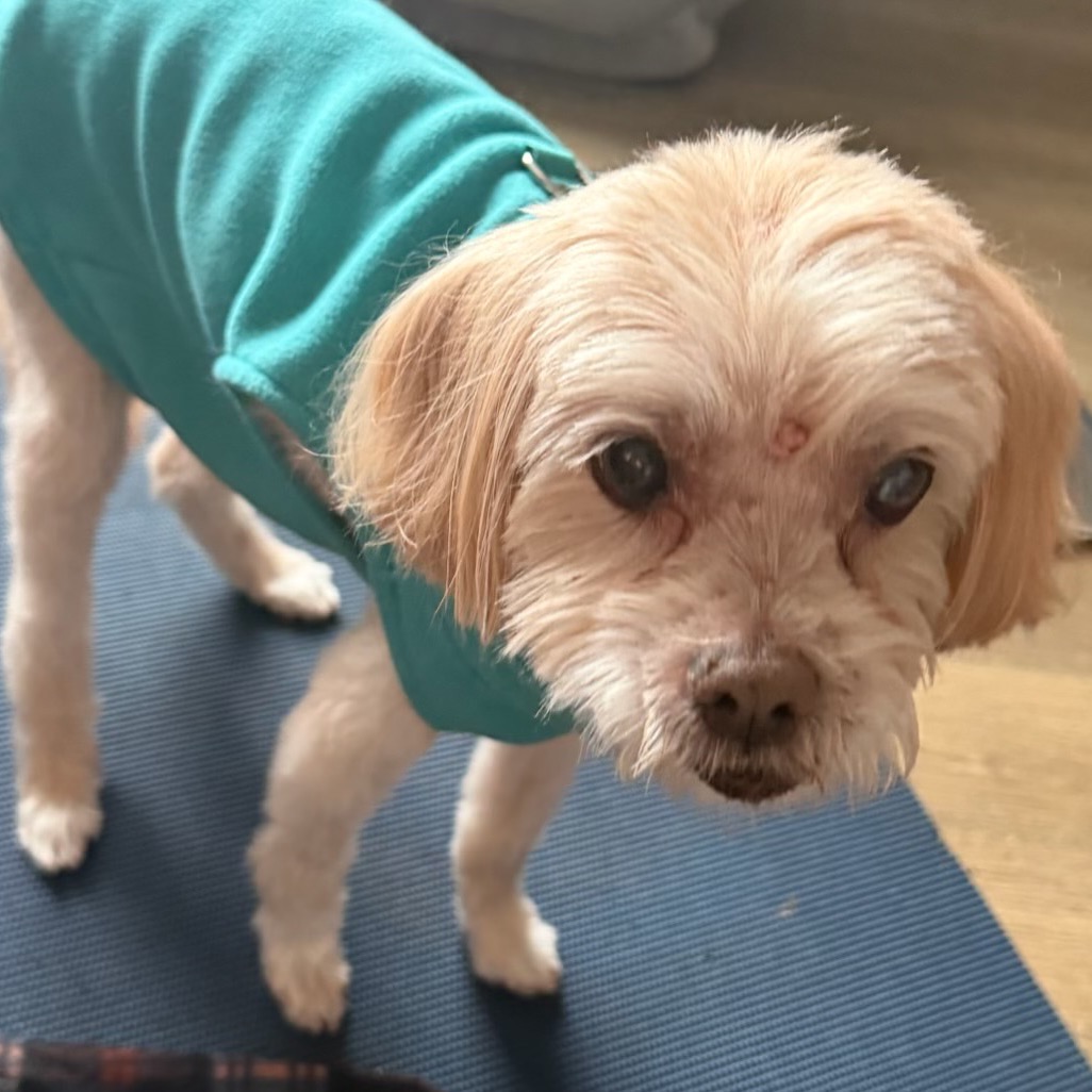 Crouton (Jelani), photo 13