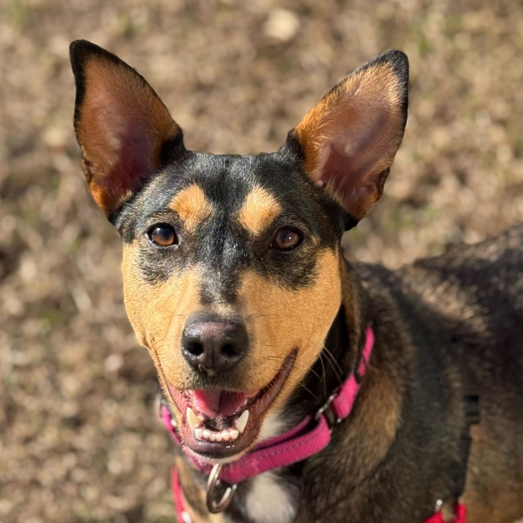 Magdalena-In Foster- $99 - See my Video! — thumbnail 7