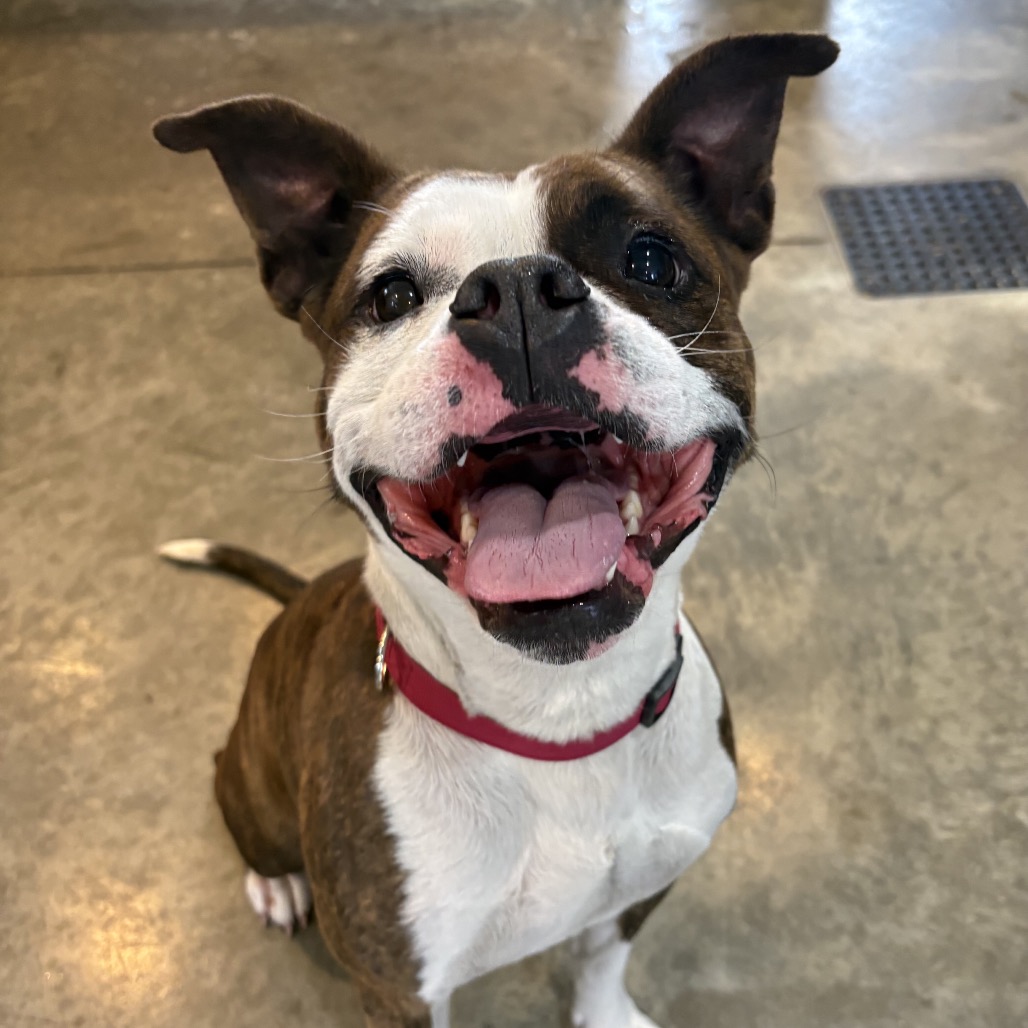 Hazelnut, a 3 years old female Unknown available for adoption from Southampton Animal Shelter Foundation in Hampton Bays, Suffolk