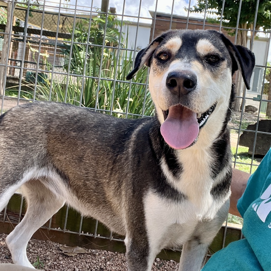 SUNDANCE KID - Shepherd / Mixed Breed (Medium) available for adoption