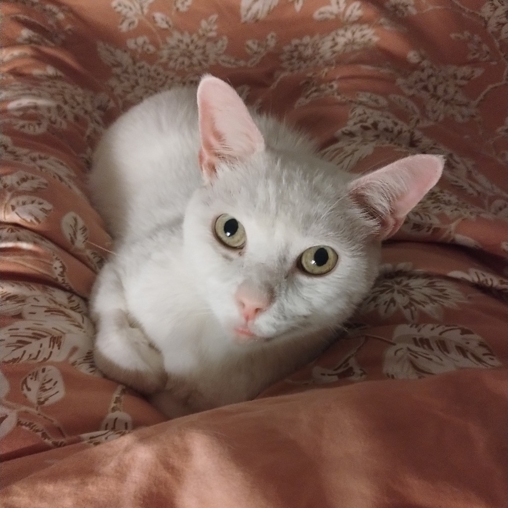ALPACA - Domestic Shorthair available for adoption